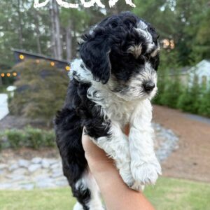 Dean - Tri-Colored Lots of White Male Toy Micro Bernedoodle_