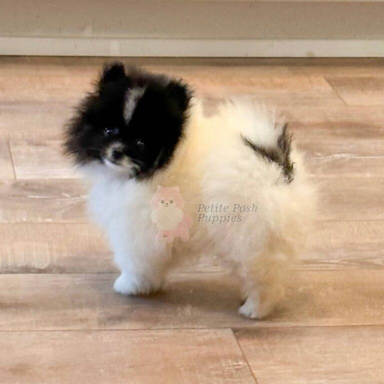 Denali - Black & White Pomeranian Registered AKC - Petite Posh Puppies