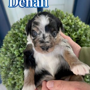 Denali - Tri Merle Male CKC FB Mini Bernedoodle