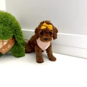 Diana - FB Cavapoo Puppy - BPPP Litter --_