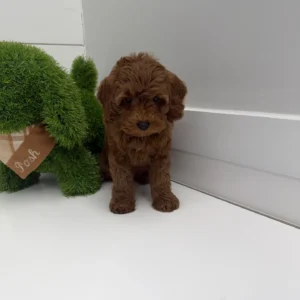 Diana - FB Cavapoo Puppy - BPPP Litter --_