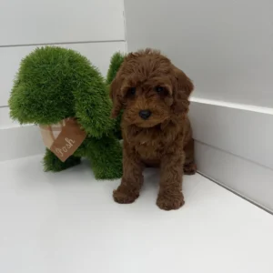 Diana - FB Cavapoo Puppy - BPPP Litter --_