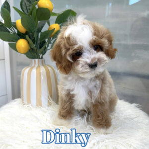 Dinky - FB Cavapoo Puppy - BPPP Litter --_