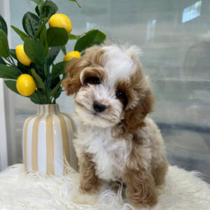 Dinky - FB Cavapoo Puppy - BPPP Litter --_