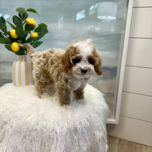 Dinky - FB Cavapoo Puppy - BPPP Litter --_