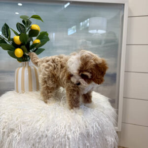 Dinky - FB Cavapoo Puppy - BPPP Litter --_