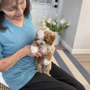 Dinky - FB Cavapoo Puppy - BPPP Litter --_