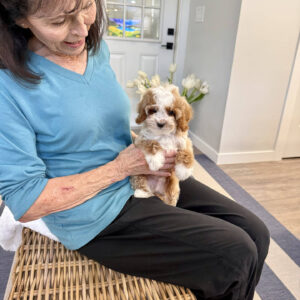 Dinky - FB Cavapoo Puppy - BPPP Litter --_