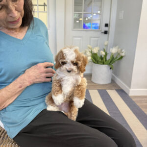 Dinky - FB Cavapoo Puppy - BPPP Litter --_