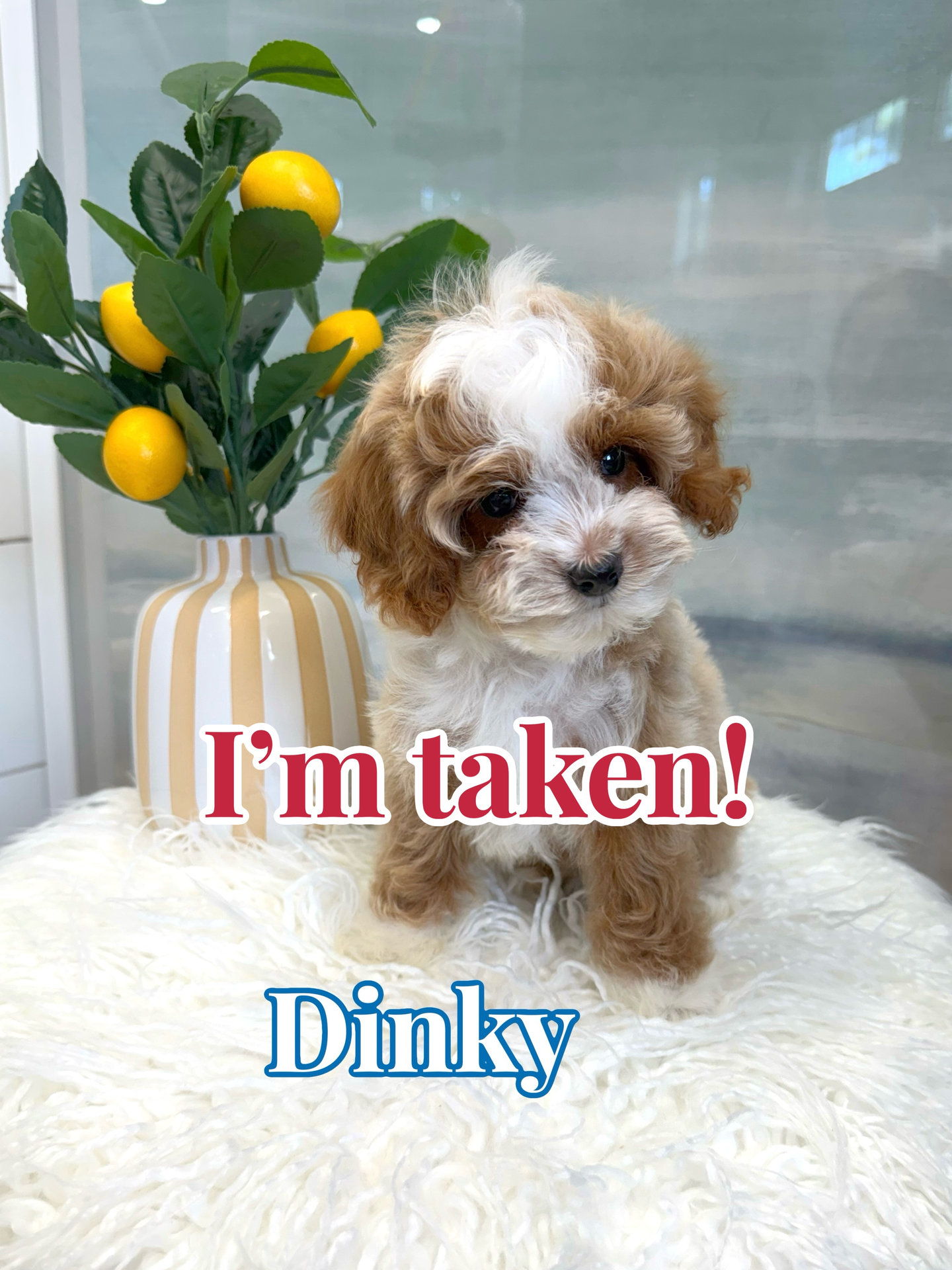 Dinky - FB Cavapoo Puppy - BPPP Litter --_Forever Home in Duluth- GA