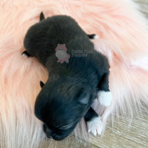 Dior Female Wolf Sable Pomeranian Registered AKC Petite Posh Puppies
