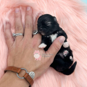 Dior Female Wolf Sable Pomeranian Registered AKC Petite Posh Puppies 1
