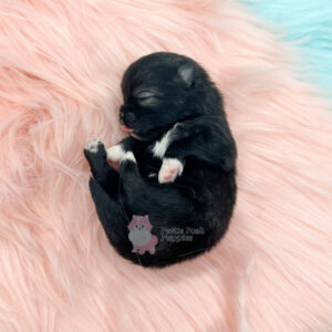 Dior Female Wolf Sable Pomeranian Registered AKC Petite Posh Puppies 2
