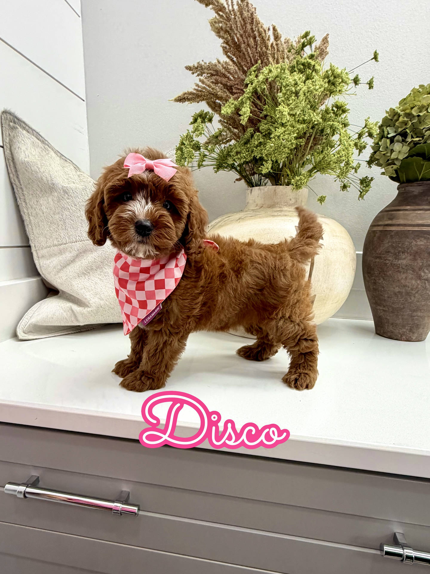 Disco - FB Cavapoo Puppy - Litter --_