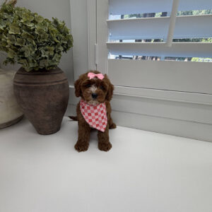 Disco - FB Cavapoo Puppy - Litter --_