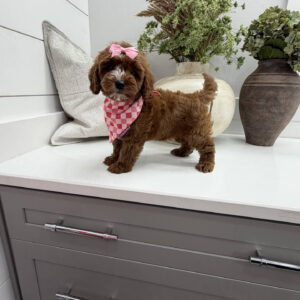 Disco - FB Cavapoo Puppy - Litter --_