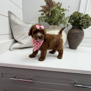 Disco - FB Cavapoo Puppy - Litter --_