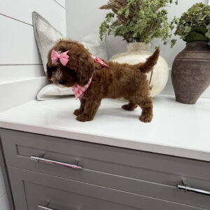 Disco - FB Cavapoo Puppy - Litter --_