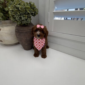 Disco - FB Cavapoo Puppy - Litter --_