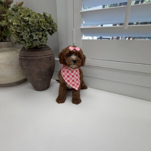 Disco - FB Cavapoo Puppy - Litter --_