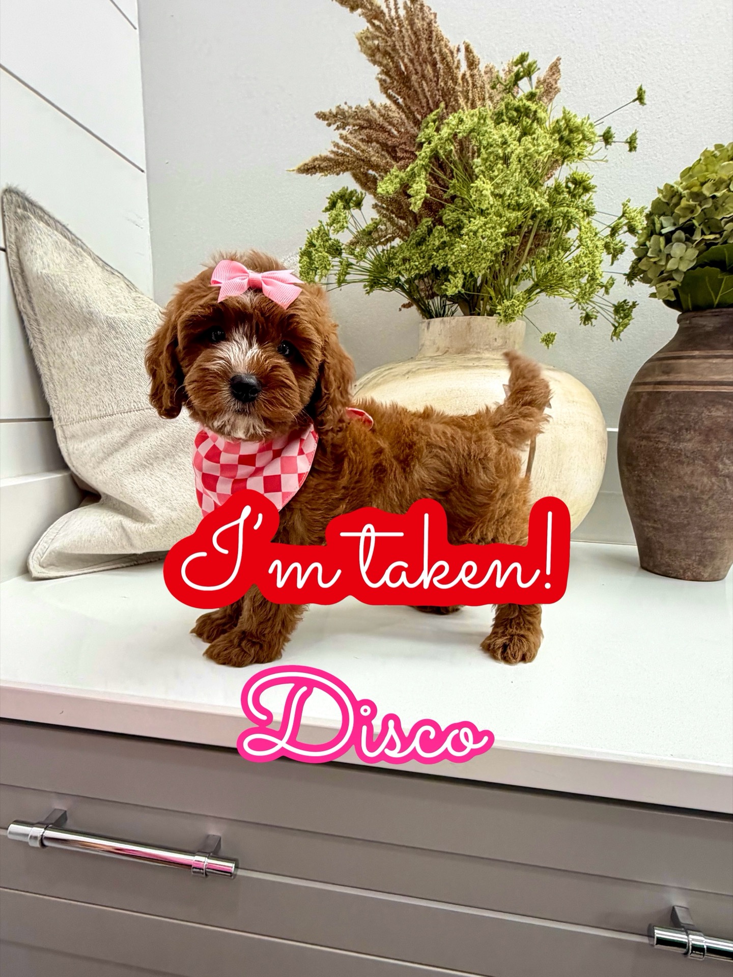 Disco - FB Cavapoo Puppy - Litter --_Forever Home in Atlanta- GA