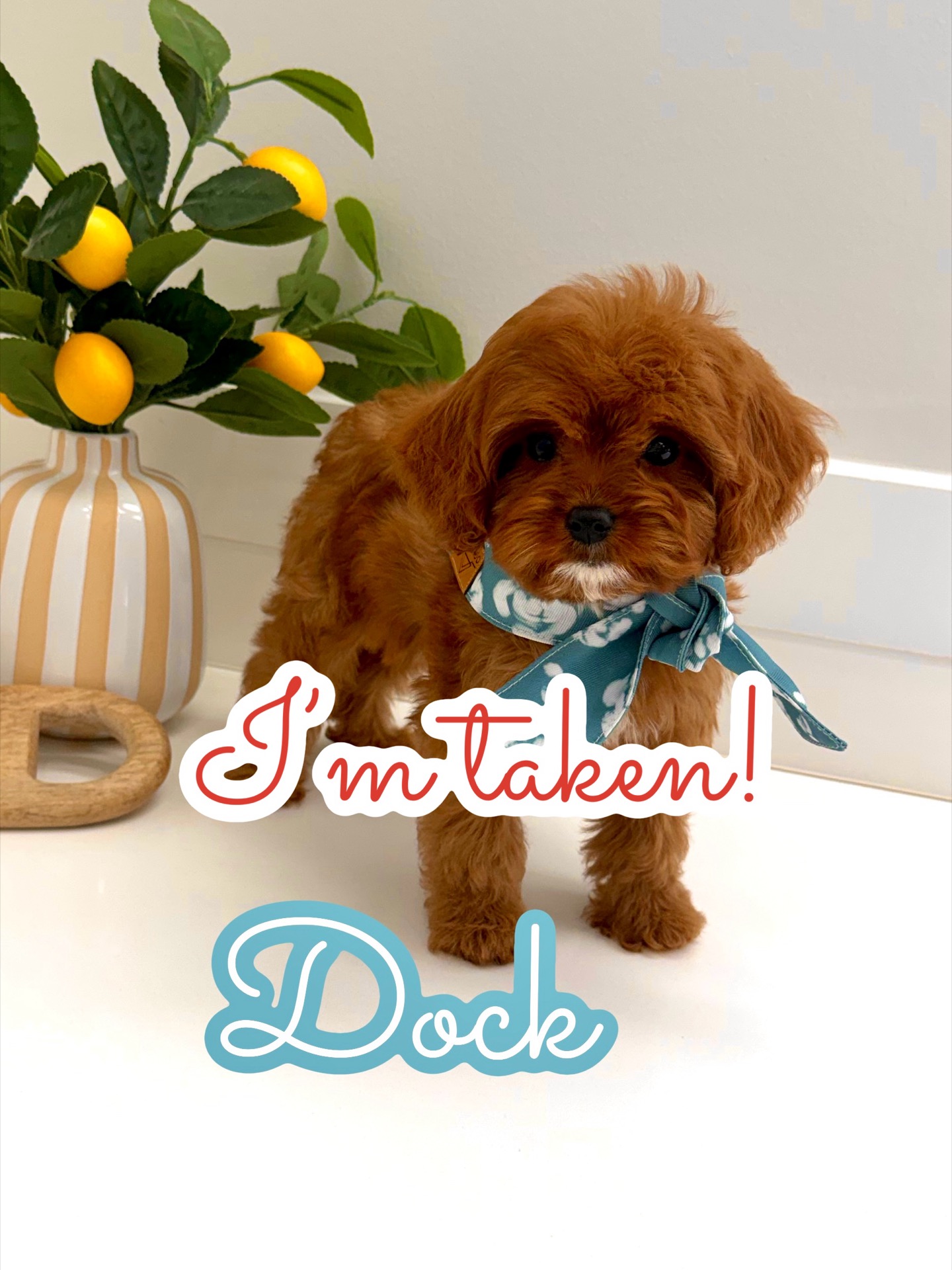 Dock - F Cavapoo Puppy - BPPP Litter -- - Forever Home in San Diego- CA
