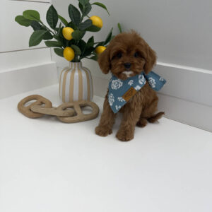 Dock - F Cavapoo Puppy - BPPP Litter --_