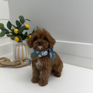 Dock - F Cavapoo Puppy - BPPP Litter --_