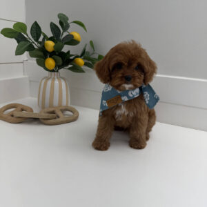 Dock - F Cavapoo Puppy - BPPP Litter --_