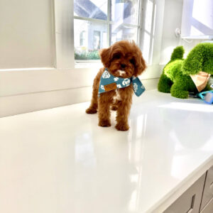 Dock - F Cavapoo Puppy - BPPP Litter --_