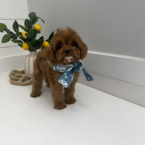 Dock - F Cavapoo Puppy - BPPP Litter --_