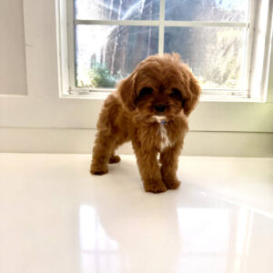 Dock - F Cavapoo Puppy - BPPP Litter --_