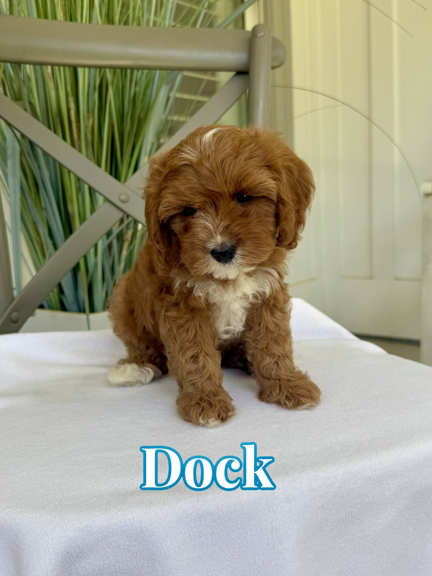 Dock - Toy Cavapoo - Litter --