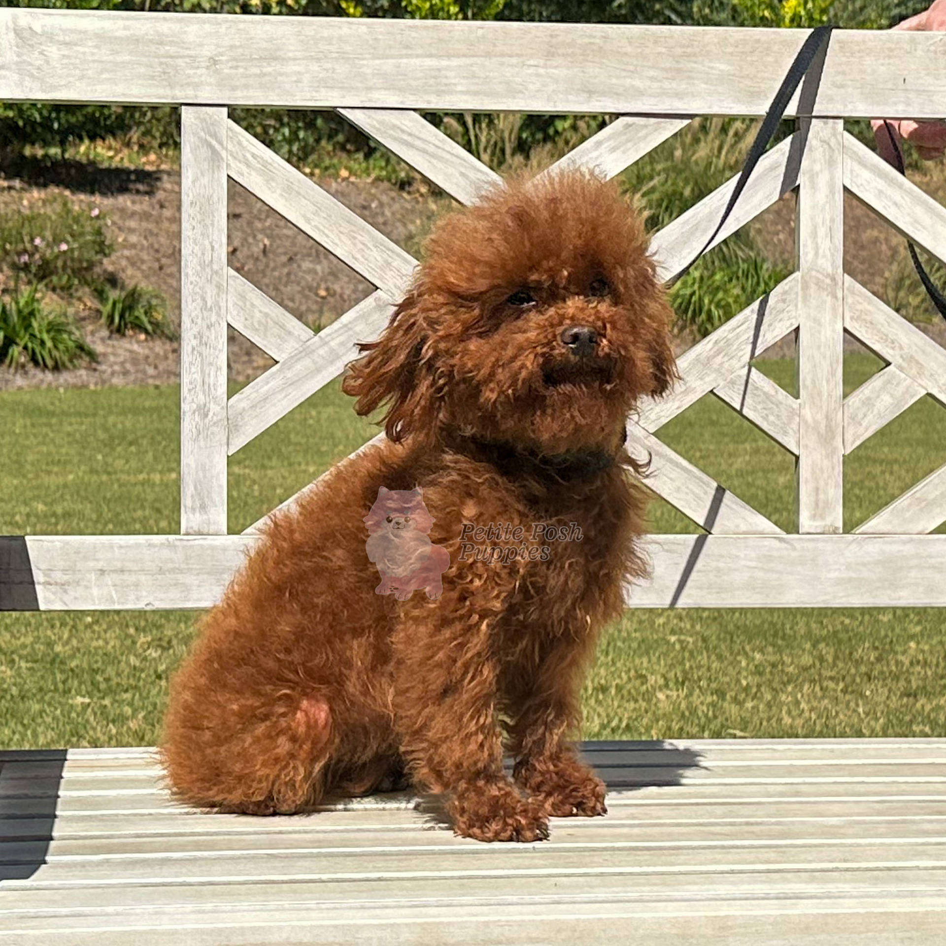 Dolly Dainty red toy Poodle Petite Posh Puppies