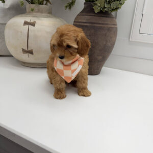 Dr Finkelstine - F Maltipoo Puppy - Litter --_