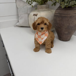 Dr Finkelstine - F Maltipoo Puppy - Litter --_