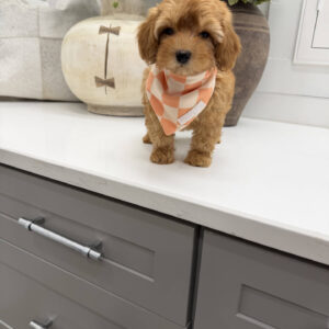 Dr Finkelstine - F Maltipoo Puppy - Litter --_