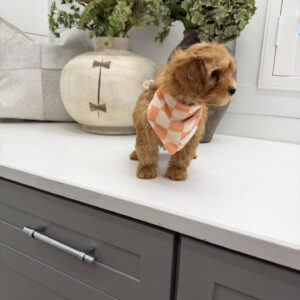 Dr Finkelstine - F Maltipoo Puppy - Litter --_