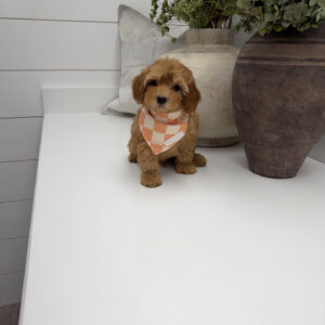 Dr Finkelstine - F Maltipoo Puppy - Litter --_