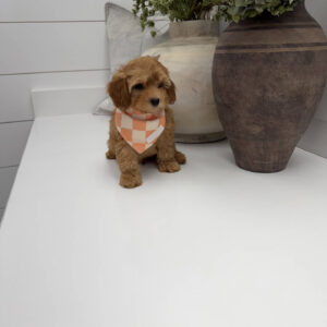 Dr Finkelstine - F Maltipoo Puppy - Litter --_