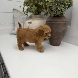 Dr Finkelstine - F Maltipoo Puppy - Litter --_