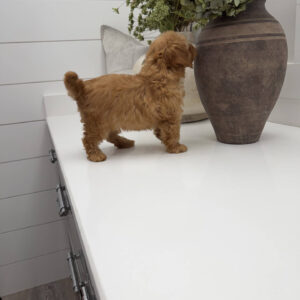 Dr Finkelstine - F Maltipoo Puppy - Litter --_