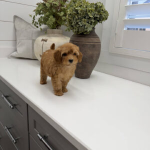 Dr Finkelstine - F Maltipoo Puppy - Litter --_
