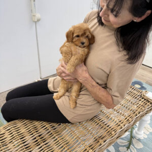 Dr Finkelstine - F Maltipoo Puppy - Litter --_