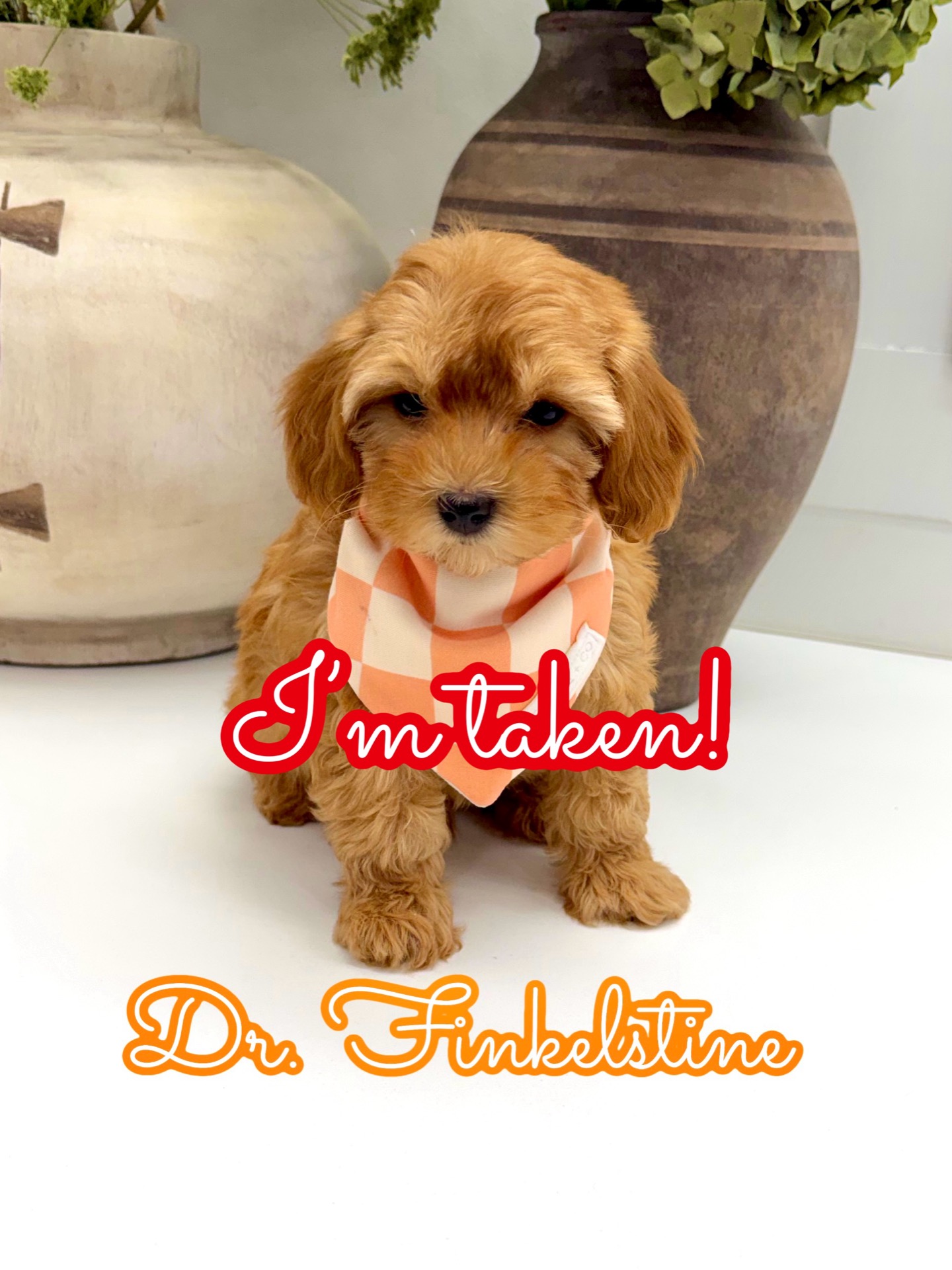 Dr Finkelstine - F Maltipoo Puppy - Litter --_Forever Home in Concord NC