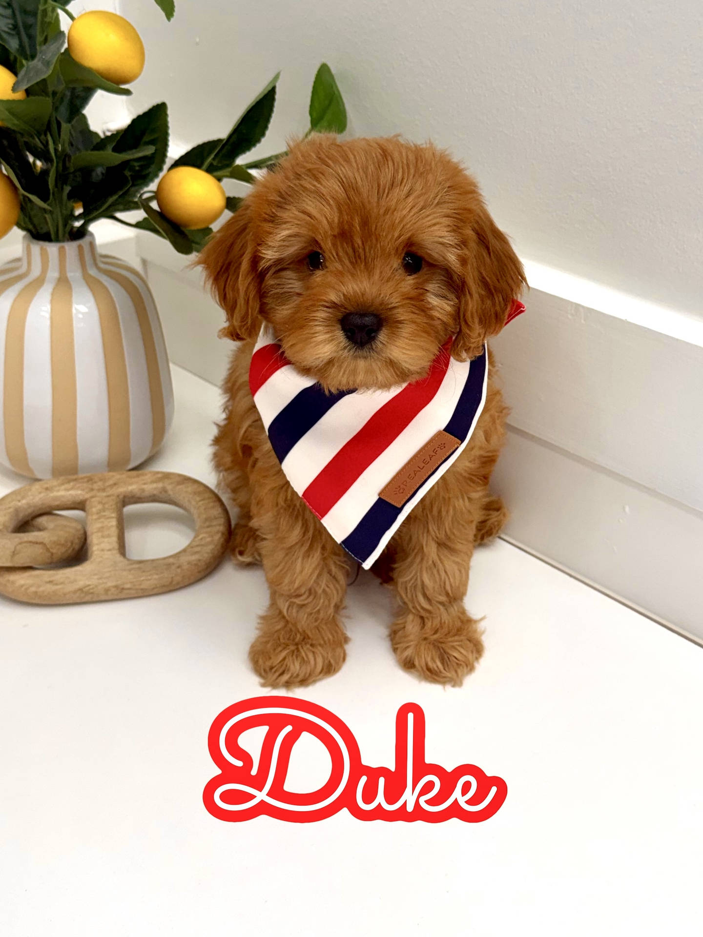 Duke - F Cavapoo Puppy - Litter --_