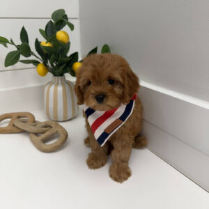 Duke - F Cavapoo Puppy - Litter --_