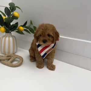 Duke - F Cavapoo Puppy - Litter --_