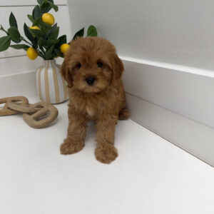 Duke - F Cavapoo Puppy - Litter --_