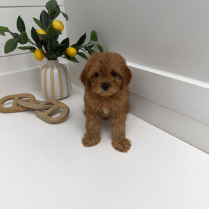 Duke - F Cavapoo Puppy - Litter --_
